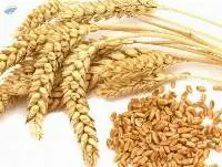 Wheat