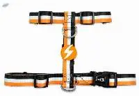 Dashi Stripes3 Orange & Black Dog