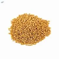 Yellow Mustard Seeds