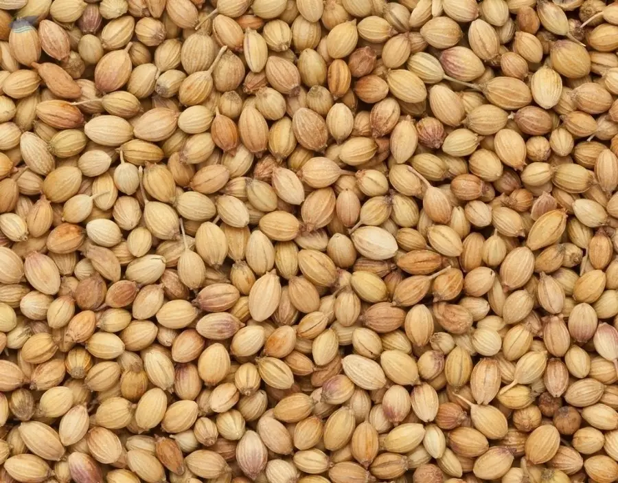 Coriander Seeds ( Of Seed Quality )