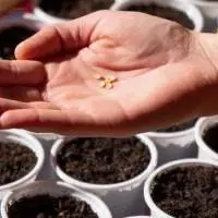 Seeds 