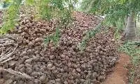 Coconut Shells
