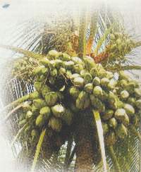 FRESH COCONUT AND PRODUCTS