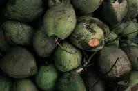 Fresh Coconut 