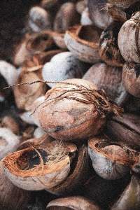 Coconut coir