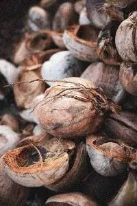 Coconut coir