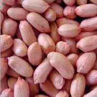 Groundnut Kernels