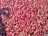 Red Onion