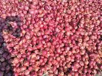 Red Onion