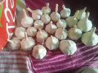Fresh Garlic