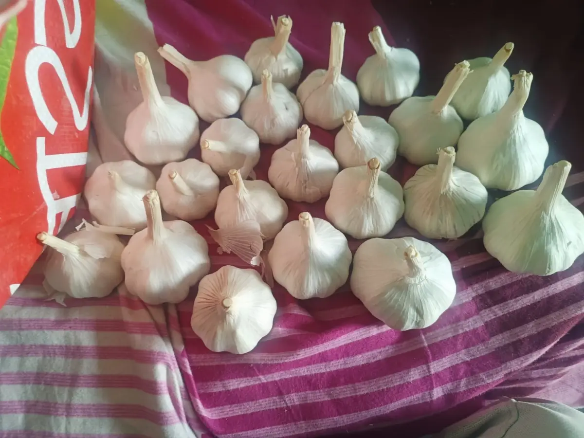 Fresh Garlic