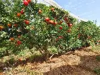 Fresh Pomegranate