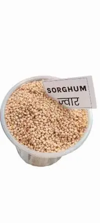 Sorghum (Jowar)