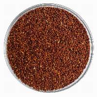 Finger Millet (Ragi)