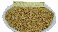 Foxtail Millet