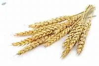 Wheat
