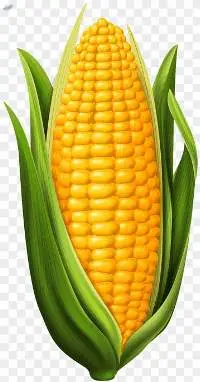 Corn