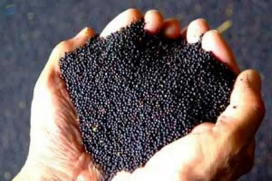 Rapeseed