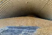 corn