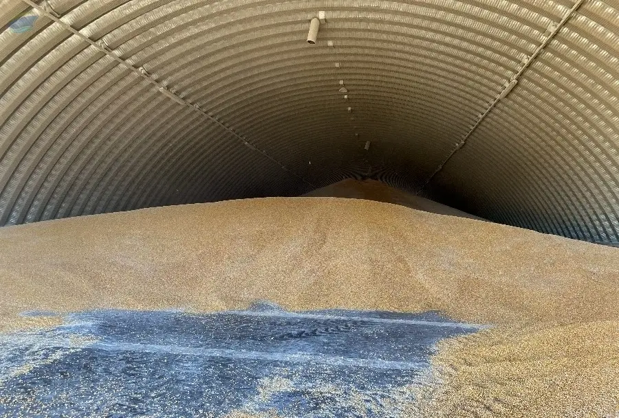 corn