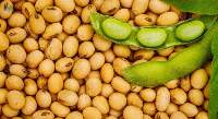 Soybean