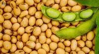 Soybean