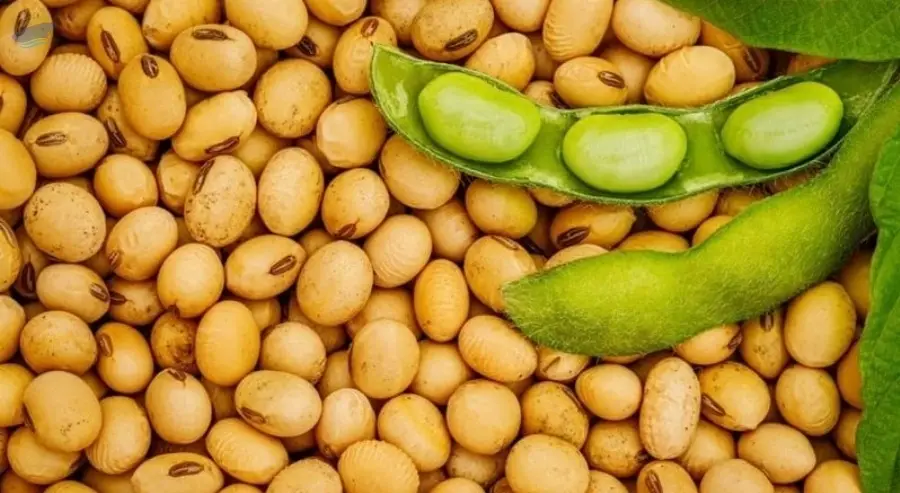Soybean