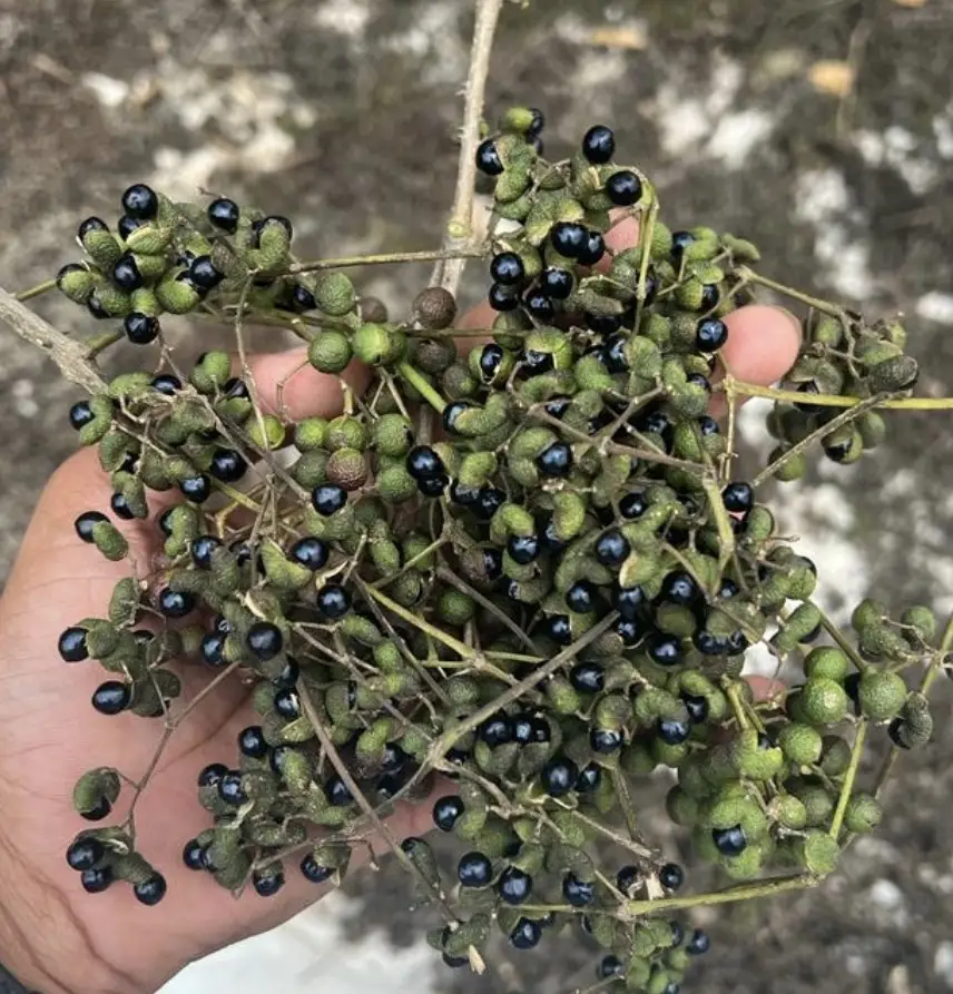 Zanthoxylum Alatum / triphala seed