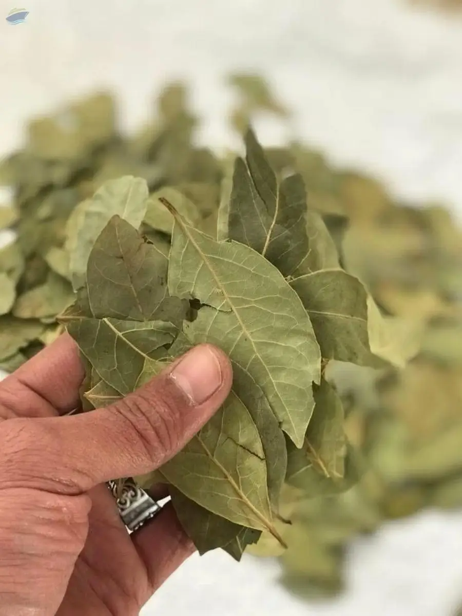 Egyptian Dried Bay Leaves (Laurel Leaves)
