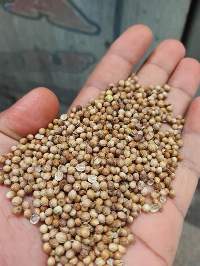 Egyptian Coriander Seeds (Coriandrum Sativum)