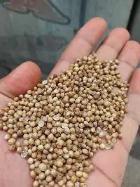 Egyptian Coriander Seeds (Coriandrum Sativum)