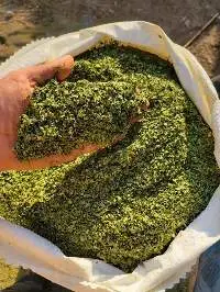 Egyptian Dried Moringa Leaves (Moringa Oleifera)
