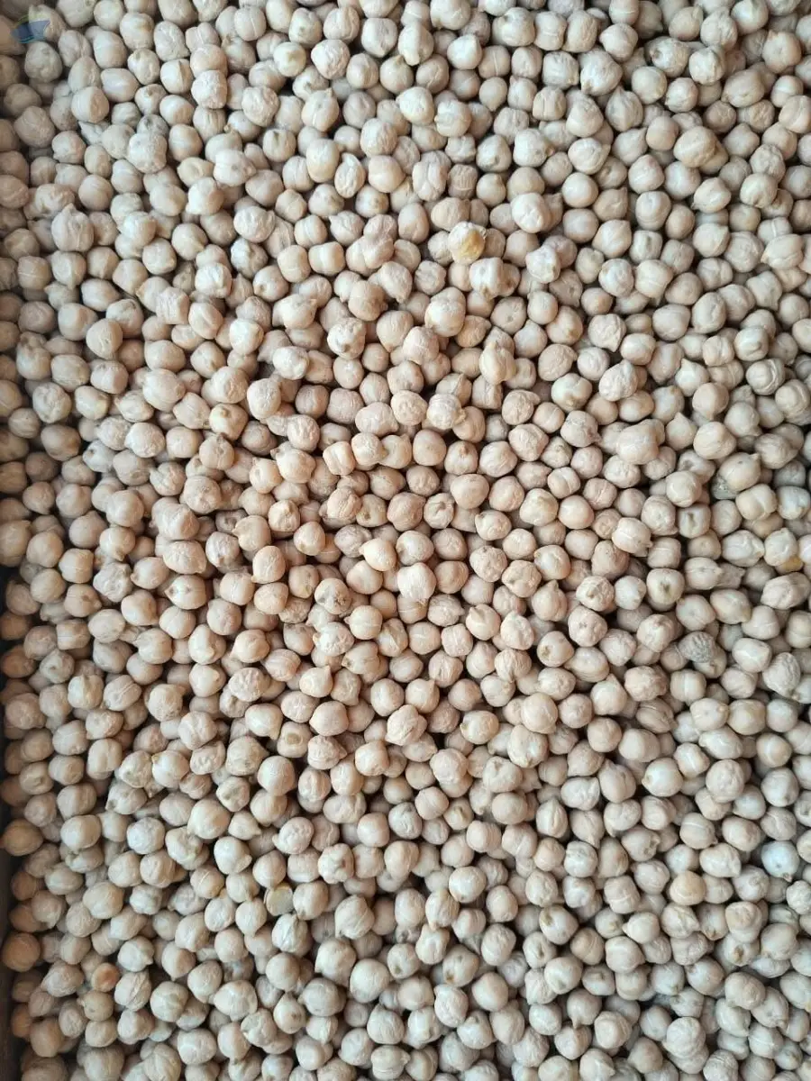 Russian Chickpeas (7mm)