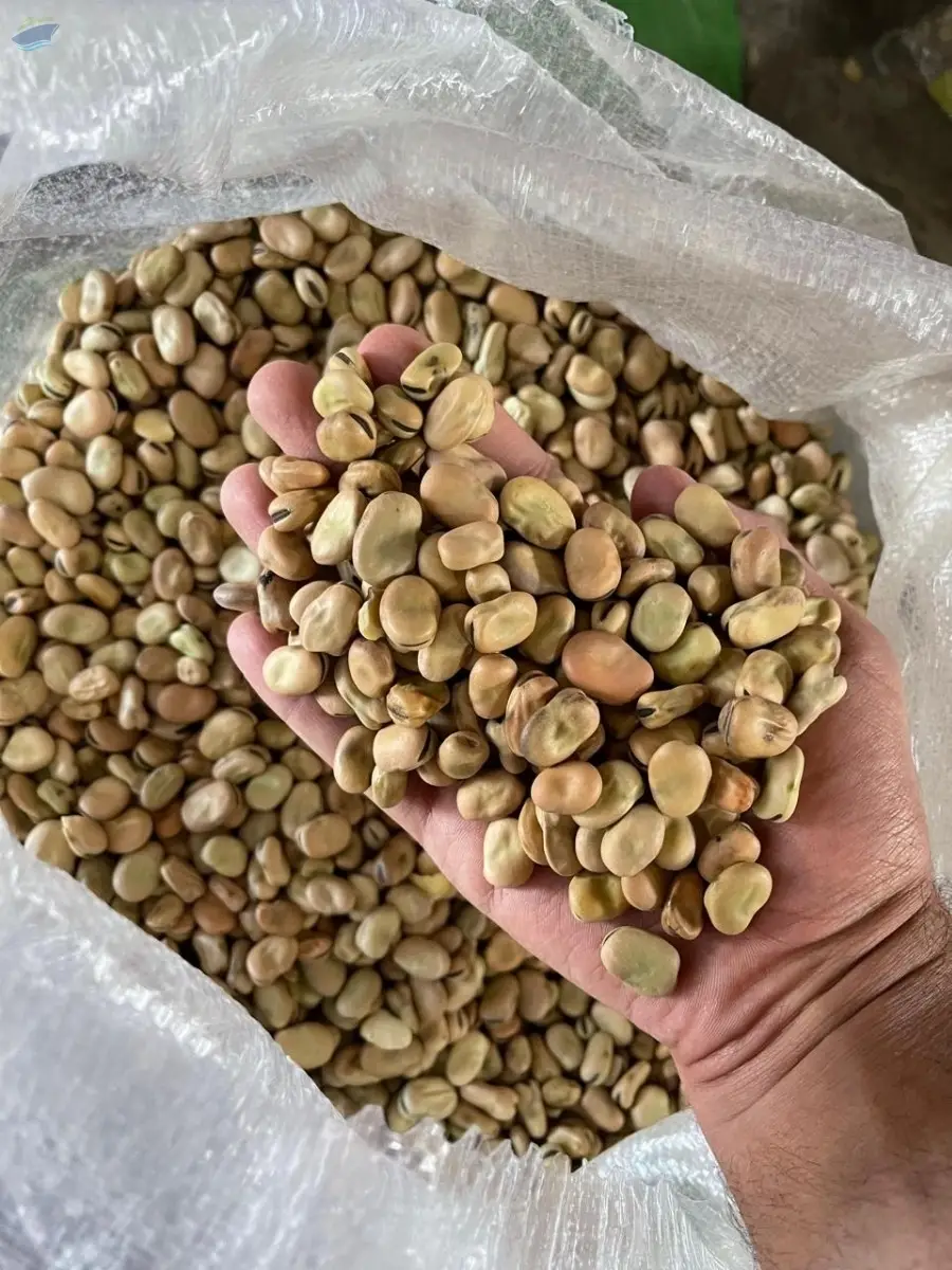 Premium Egyptian Broad Beans (Fava Beans)