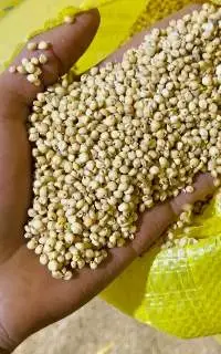 Premium Egyptian White Sorghum (Milo)