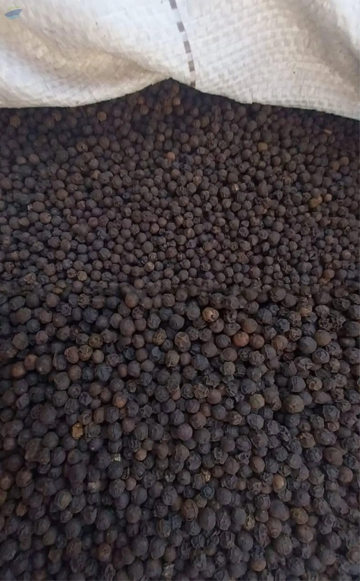 Premium Black Pepper Seeds (Whole)