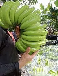 Bananas fresh 100%, Cavendish bananas