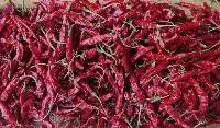 Red Chilli