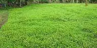 Gotu Kola