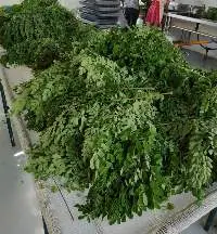 Moringa