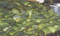 Aloe Vera Extracts