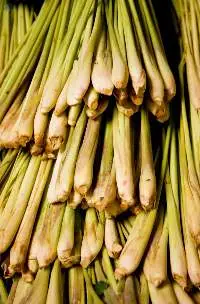 Lemon grass