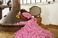 Rose geranium oil