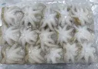 Baby Octopus
