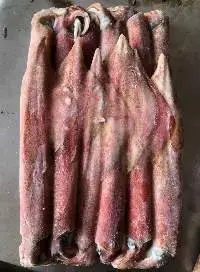 Squid, Loligo ( Sea Frozen)