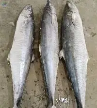 Kingfish (Scomberomorus commerson)