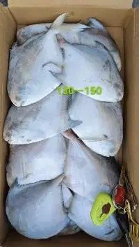 Silver Pomfret Small Size