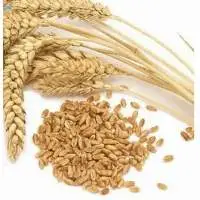 Wheat