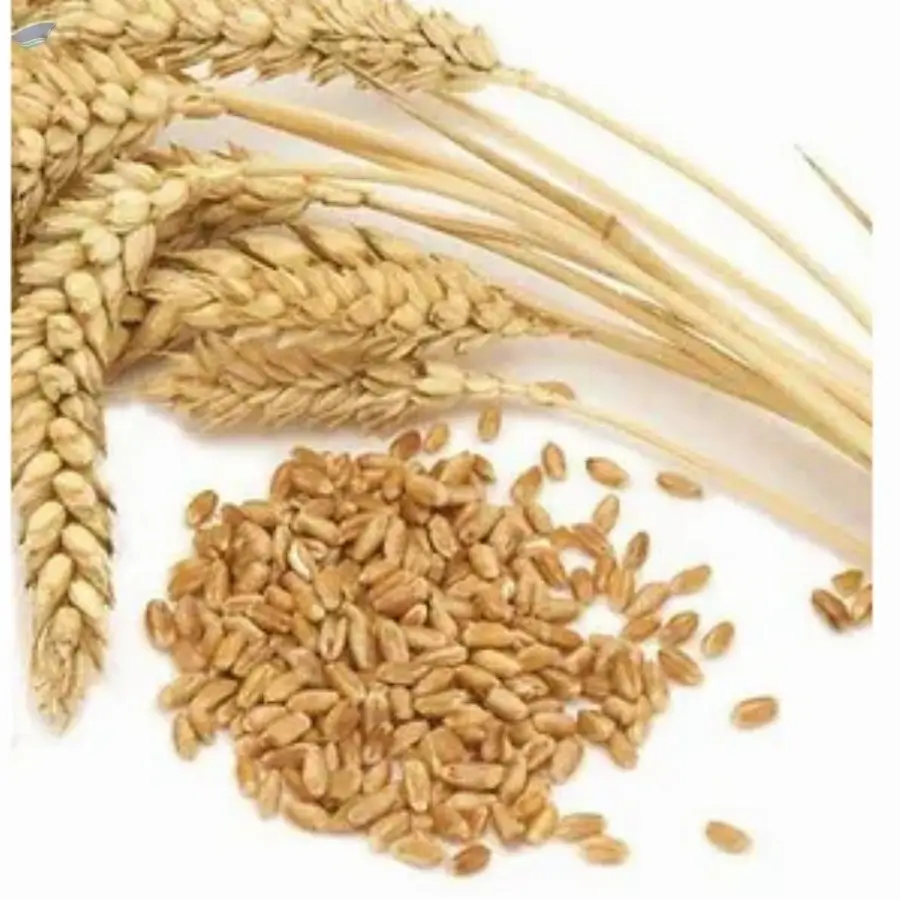 Wheat