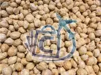 Candlenut